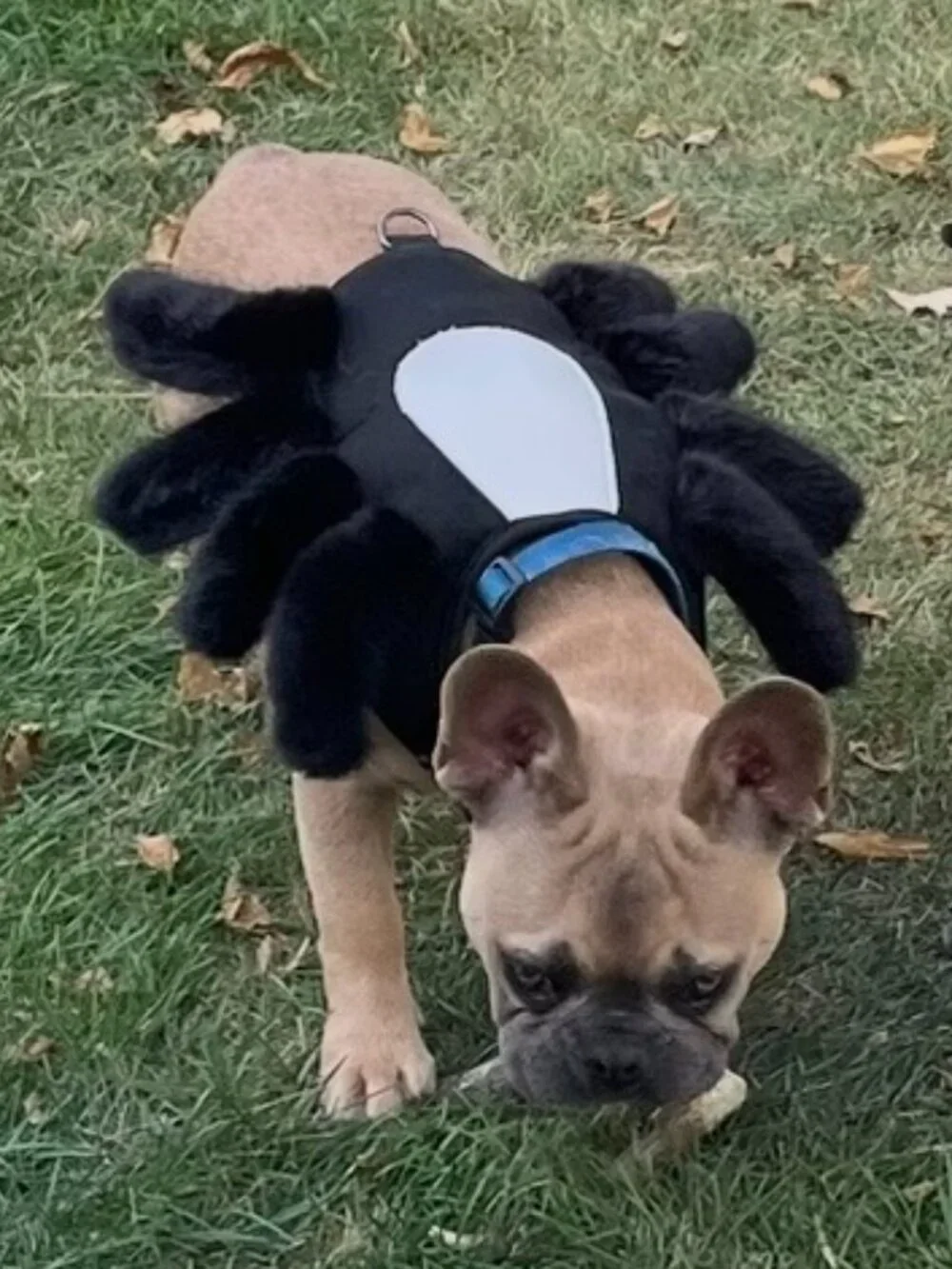 Dog Spider Halloween Costume & Harness
